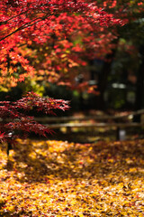 いちょうの黄色い絨毯