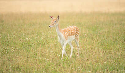 Young deer