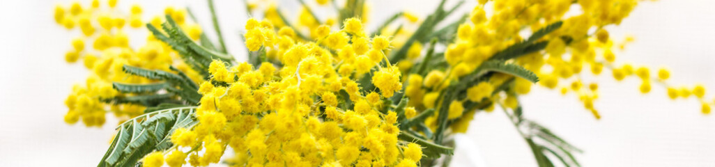 banner of Beautiful yellow mimosa flower blossom in glass vase in spring time