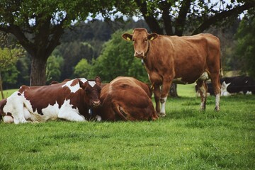 Fototapeta na wymiar cows