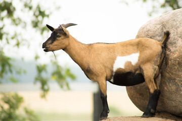 standing goat