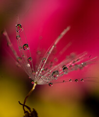 A single seed of a dandelion