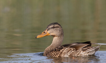 The mallard or wild duck (Anas platyrhynchos). Female.