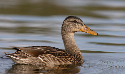 The mallard or wild duck (Anas platyrhynchos). Female.