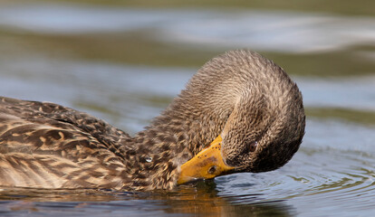The mallard or wild duck (Anas platyrhynchos). Female.