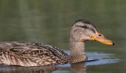 The mallard or wild duck (Anas platyrhynchos). Female.
