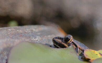 The edible frog (Pelophylax kl. esculentus), a species of common European frog