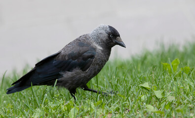 The western jackdaw (Coloeus monedula), also known as the Eurasian jackdaw, the European jackdaw, or simply the jackdaw