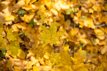 Colorful and vibrant, yellow and red leaves in autumn