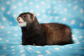 Ferret baby posing in studio on blue blanket for portrait