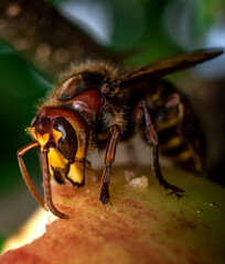 Hornet eating an apple