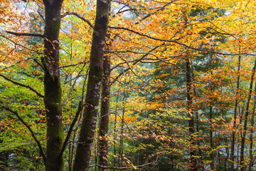 Beech tree autumnal foliage