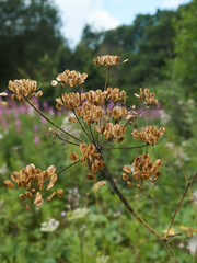 A cluster of seed pods (Cow Parsley?) ahead of a de-focused meadow and tree-line. Summer is ending.