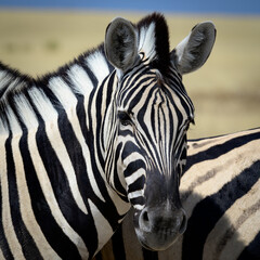 Fototapeta na wymiar Plains zebra prortrait