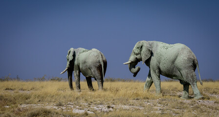 Obraz na płótnie Canvas White elephants in Etosha