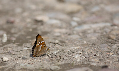 Apatura iris, the purple emperor
