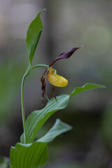 Cypripedium calceolus. A lady's-slipper orchid