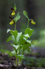 Cypripedium calceolus. A lady's-slipper orchid