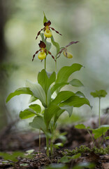 Cypripedium calceolus. A lady's-slipper orchid