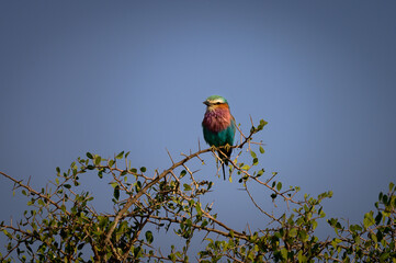 Lillac-breasted roller perched in a tree