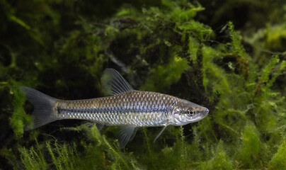 Fish Stone moroko (Pseudorasbora parva)