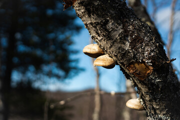 thick fungus on a birch
