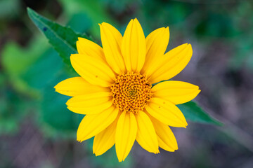 yellow flower in the garden