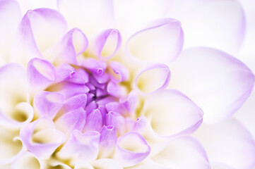 Bright floral background. Chrysanthemum macro . Spring equinox concept, beauty of