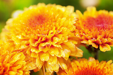 Orange chrysanthemum with raindrops close up