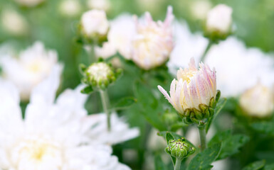 Part of a bouquet of white chrysanthemums, selective focus