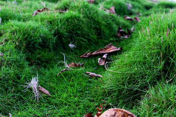 pink and green grass