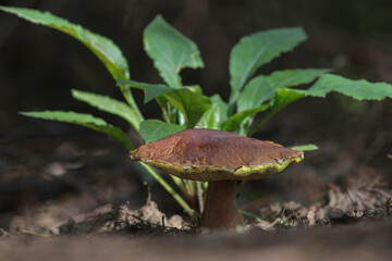 Beautiful closeup of forest mushrooms. Gathering mushrooms. Mushrooms photo, forest photo, forest background