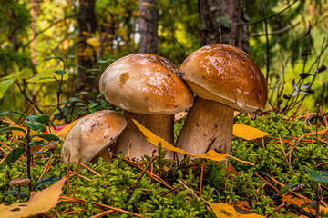 Three light brown mushrooms grow in moss in a coniferous forest after rain.
