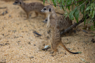 Fototapeta premium Super cute meerkat looking around for dangerous animals in the wild. Amazing cute meerkats in the nature are looking for food.