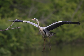 巣材を持ち帰るアオサギ