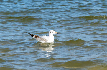 white seagull on the blue water of the sea