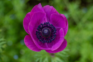 purple poppy flower - Powered by Adobe