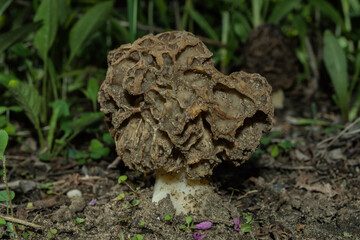 Old  Common Morel fungus (Latin: Morchella esculenta) covered with sand. Mushroom close up. Soft selective focus.