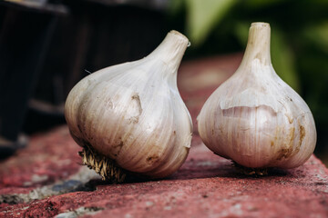 Two heads of garlic. Close-up of a head of garlic. Garlic. Unpeeled garlic