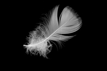 white goose feather on a black isolated background
