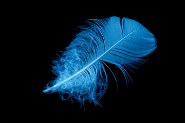 a blue goose feather on a black isolated background