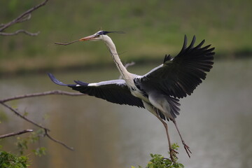 枝をくわえて羽ばたき減速するアオサギ