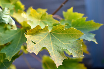 Red and yellow autumn maple foliage as a background