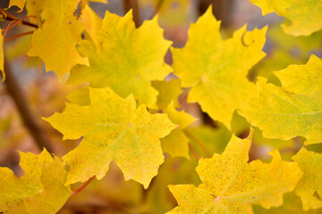 Red and yellow autumn maple foliage as a background