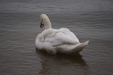 Schwan in seinem Natürlichen Lebensraum 
