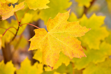 Red and yellow autumn maple foliage as a background