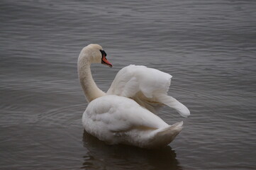 Schwan in seinem Nat&uuml;rlichen Lebensraum 