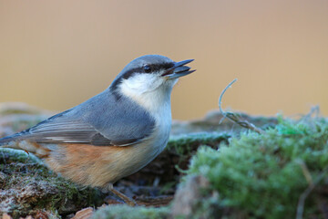 The Eurasian nuthatch or wood nuthatch (Sitta europaea)