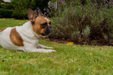 Bulldog francuski w ogrodzie, Niemcy, lato 2021 - obrazy, fototapety, plakaty