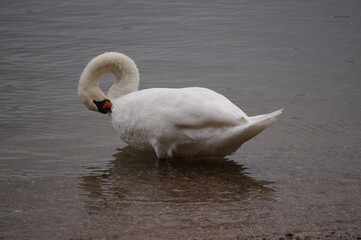 Schwan in seinem Natürlichen Lebensraum 